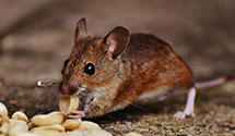 24 Hour & Emergency Exterminators in Hicksville, NY